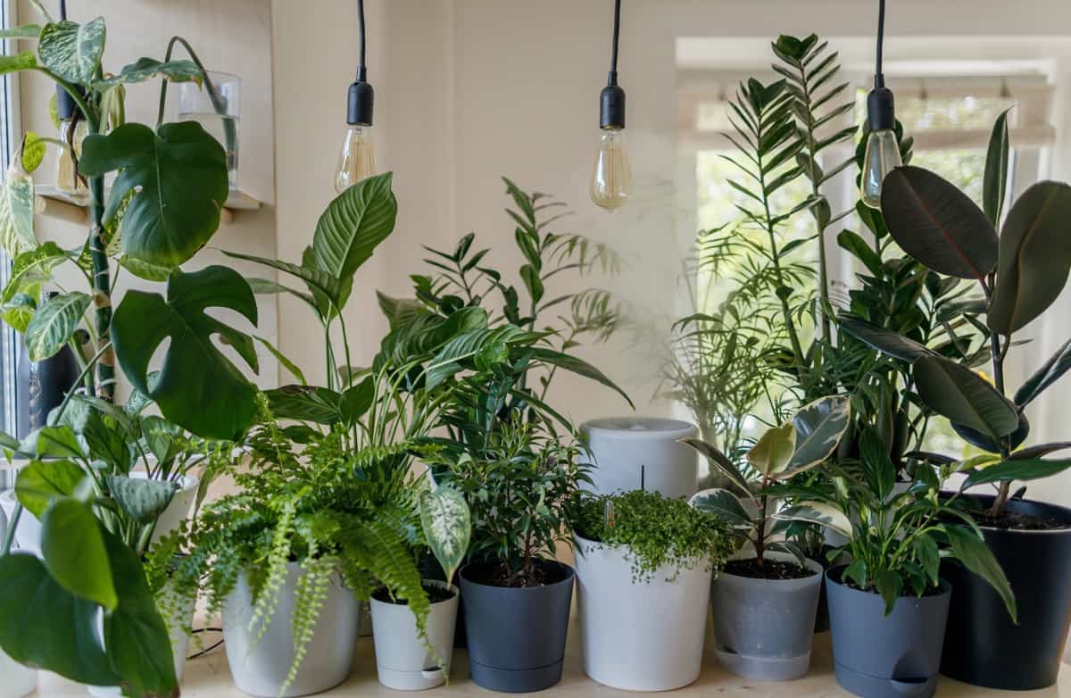 beneficios de las plantas en el interior del hogar