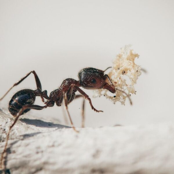 Cómo evitar que las hormigas invadan tu terraza