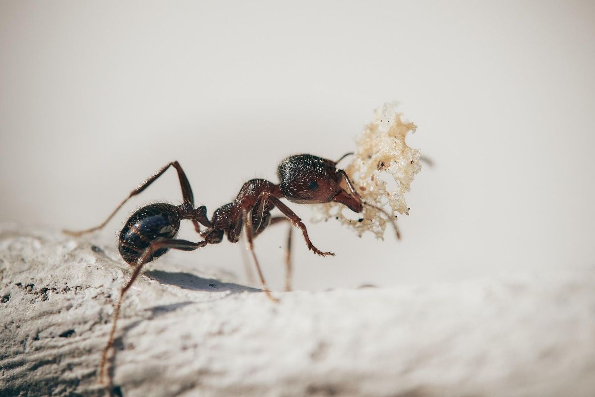 Cómo evitar que las hormigas invadan tu terraza