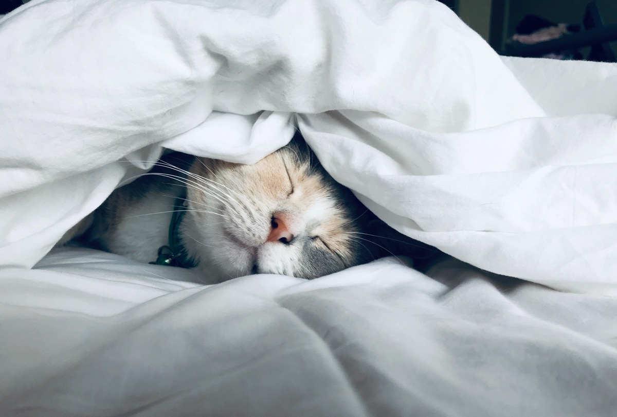 Cómo quitar las manchas de orina de gato en la cama
