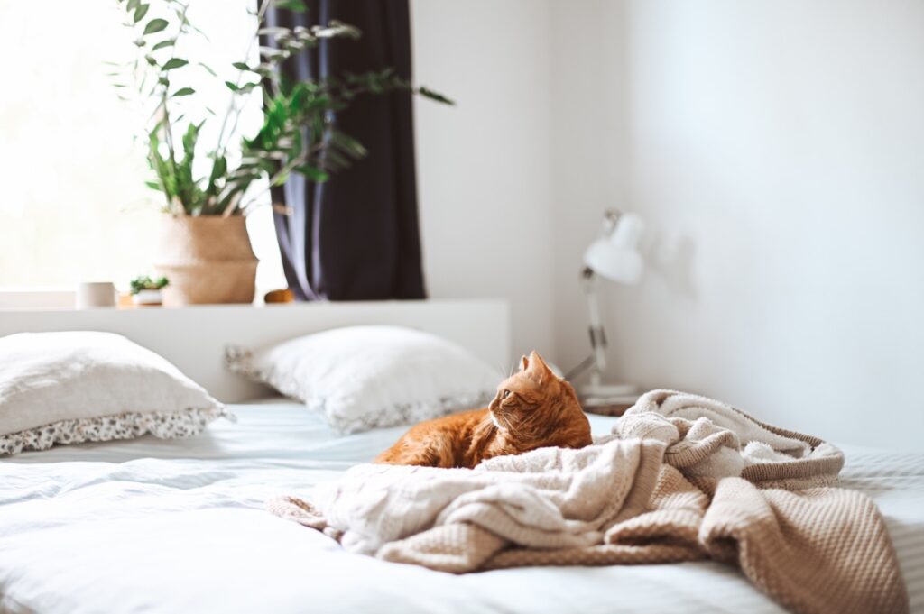 Cómo quitar las manchas de orina de gato en la cama