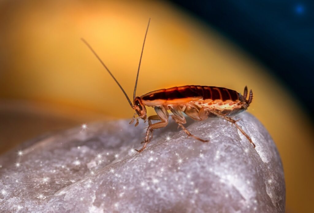 Home Remedies to Get Rid of Cockroaches in the Home 3